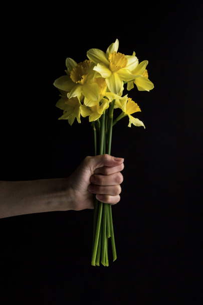 水仙の花イメージ 写真素材との写真水仙の花