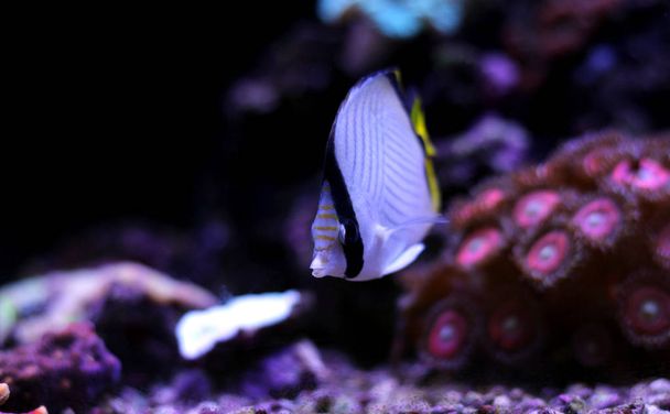 Vagabond Butterfly fish in reef aquarium tank - Photo, Image