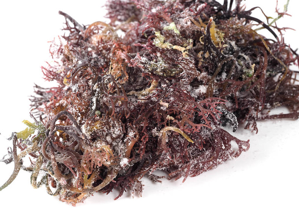 Gigartina Pistillataedible kırmızı deniz yosunu Gigartina ailesindeki. Binominal adı: Gigartina Pistillata. Koruma için tuzlu. - Fotoğraf, Görsel