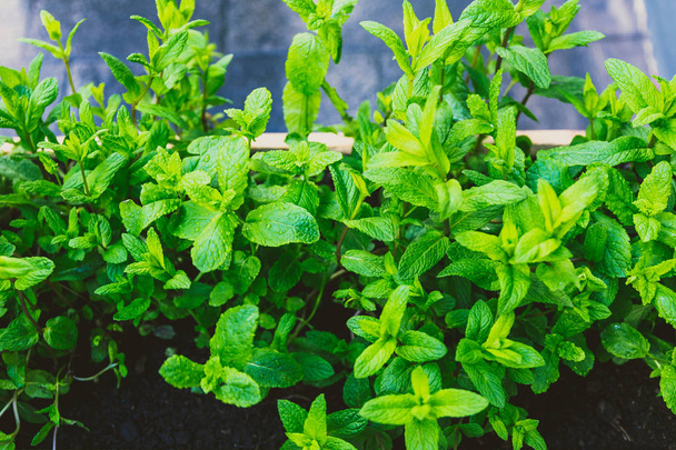 mint plant with deep green leaves  - Zdjęcie, obraz