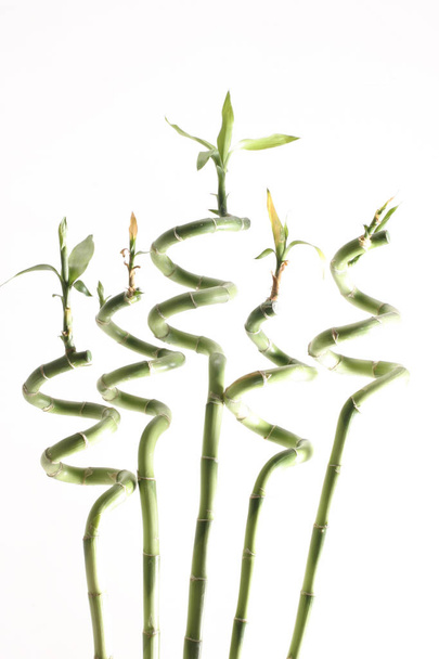 bamboe plant geïsoleerd op witte achtergrond - Foto, afbeelding