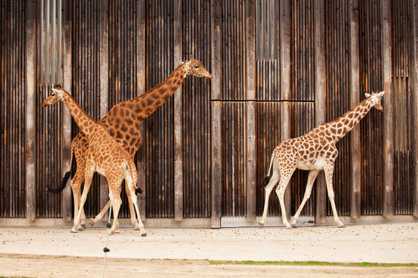 Giraffes walking in the zoo by cage wall - Φωτογραφία, εικόνα