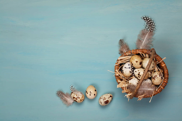 Background with quail eggs in nest with feathers - Fotoğraf, Görsel