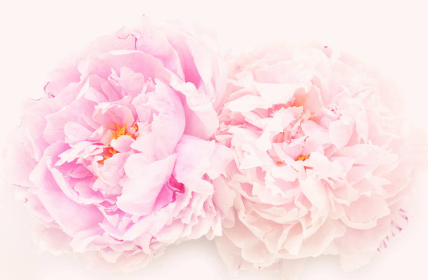 柔らかい春の牡丹の美しい花束 - 写真・画像