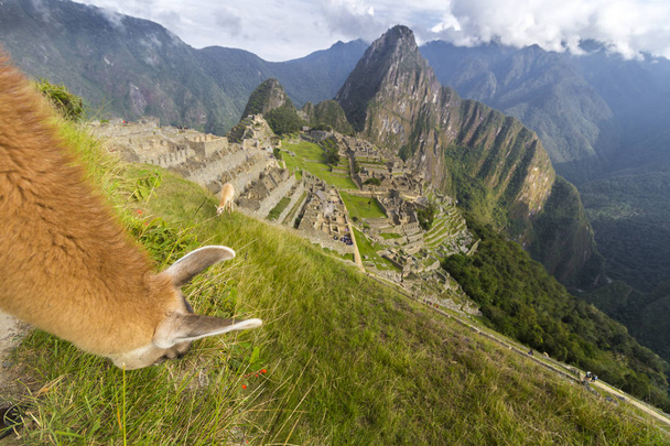Láma legeltetés Macchu Picchu - Fotó, kép