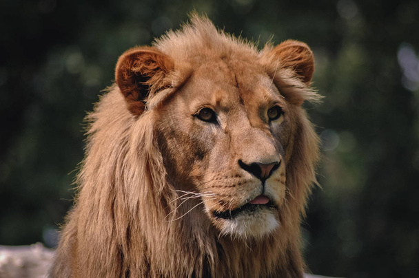 Portrait de Lion
 - Photo, image