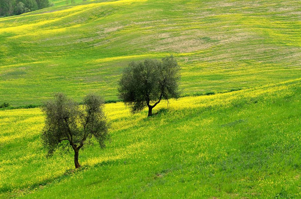 Belo campo de flores amarelas com oliveiras e céu azul nublado na zona rural da Toscana, perto de Pienza (Siena). Itália
 - Foto, Imagem