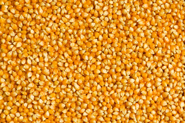 Bright corn kernels - Zdjęcie, obraz