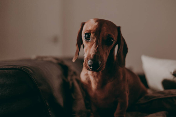 perro salchicha marrón liso de un año de edad de pie en un sofá dentro de un apartamento, mirando a la cámara, por la noche, la iluminación malhumorada
.  - Foto, imagen
