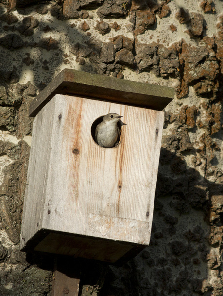 Colarinho Feminino Flycatcher sentado na torneira buraco birdhouse
. - Foto, Imagem