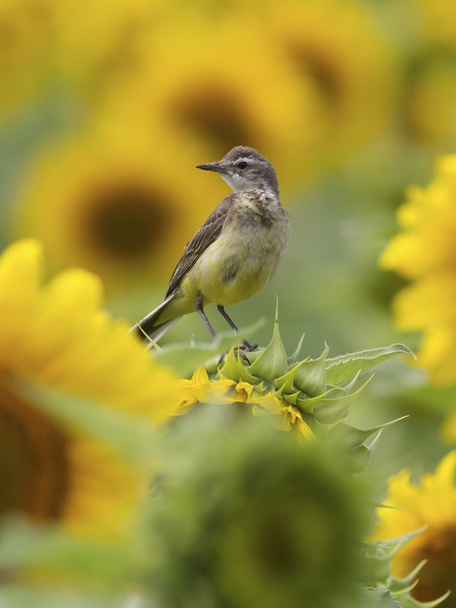 Female yellow wagtail sitting on the field - Photo, Image