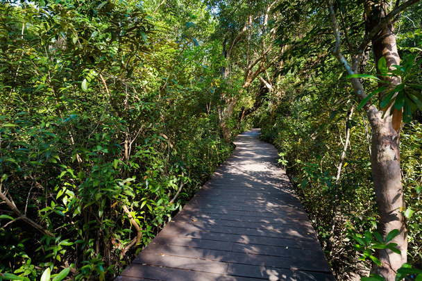 Krabi Tha Pom mangrove reservi
 - Valokuva, kuva