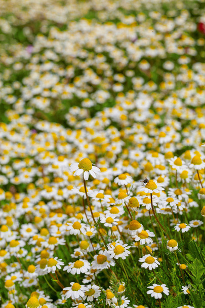 kwiat wiosna łąka - Zdjęcie, obraz