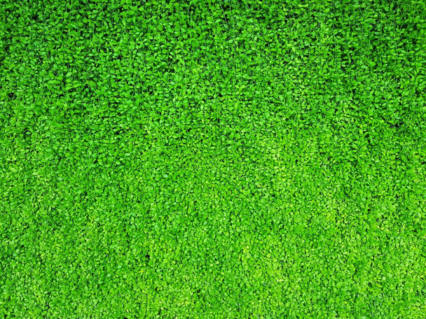 Зеленые листья Asclepiadaceae или Dischidia nummularia Variegata для фона текстурированные, Имя Тайский Дэйв
 - Фото, изображение