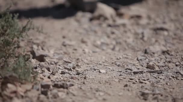 Walking on rubble nature, rock, path, road, cobble, outdoors, park, walk - Footage, Video