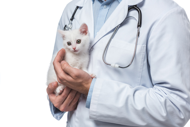 colpo ritagliato di veterinario maschile con gattino isolato su sfondo bianco
 - Foto, immagini