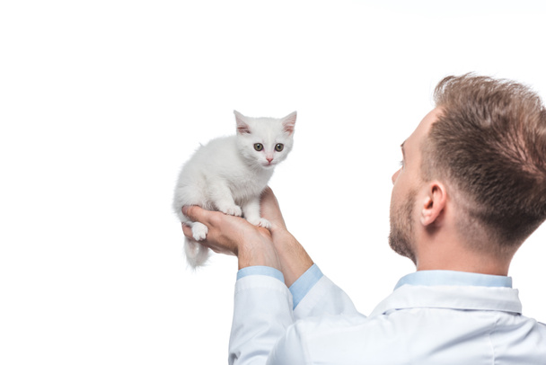 rear view of young male veterinarian holding kitten in hands isolated on white background - Fotografie, Obrázek