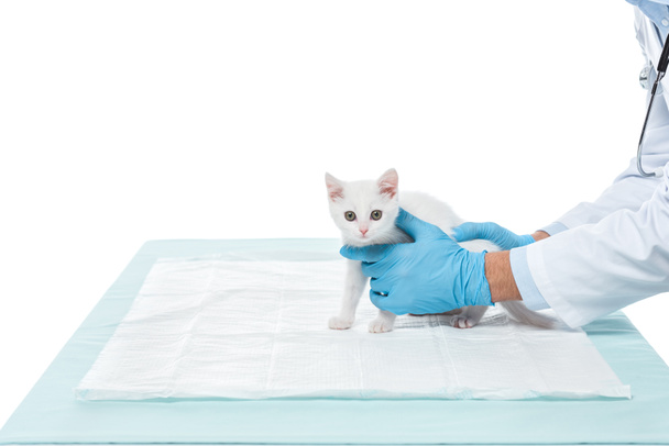 przycięte zdjęcie lekarza weterynarii, trzymając kitten na białym tle - Zdjęcie, obraz