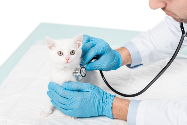 cropped image of veterinarian examining kitten by stethoscope isolated on white background - Photo, Image