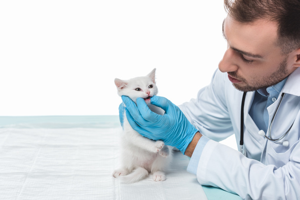 veterinarian examining kitten jaws isolated on white background - Фото, зображення