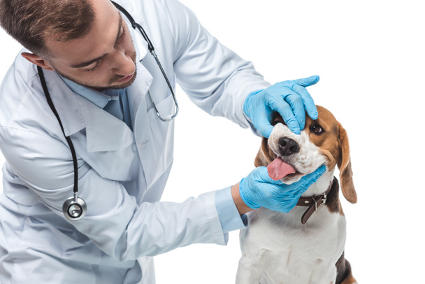 male veterinarian examining beagle jaws isolated on white background - Photo, Image
