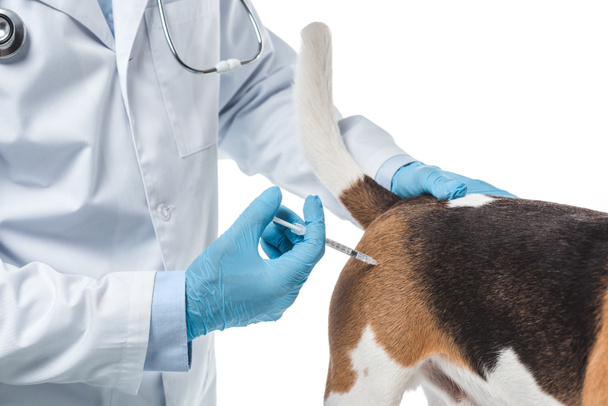 imagen recortada de veterinario haciendo inyección por jeringa a perro aislado sobre fondo blanco
 - Foto, Imagen