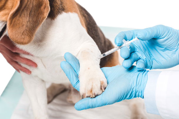 cropped image of veterinarian doing injection by syringe to dog isolated on white background - Photo, image