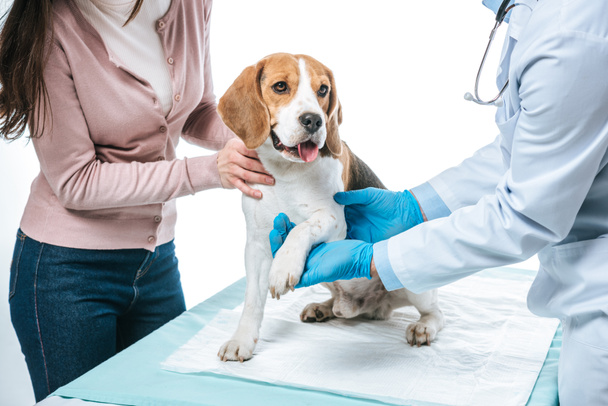 tiro recortado de mujer sosteniendo beagle y veterinario examinando pata aislada sobre fondo blanco
 - Foto, Imagen