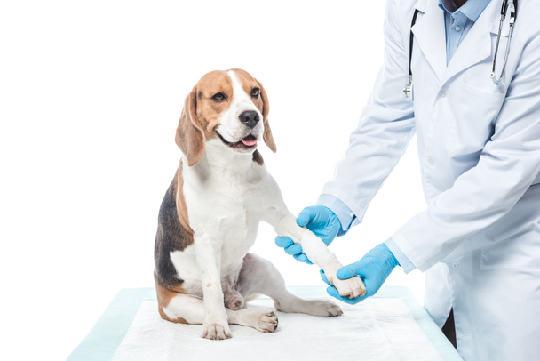 cropped image of veterinarian examining beagle paw isolated on white background - Photo, Image