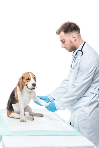 młody mężczyzna lekarza weterynarii badania beagle łapa na białym tle - Zdjęcie, obraz