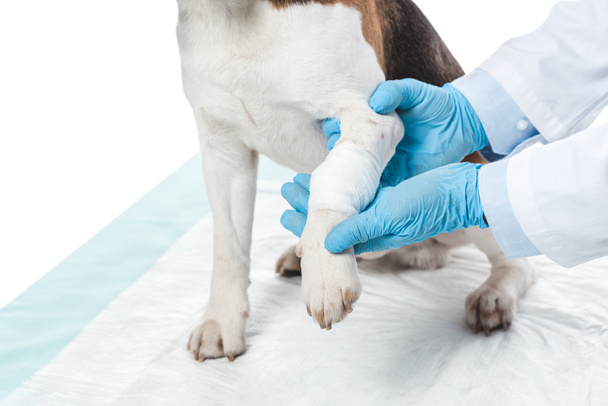cropped image of veterinarian examining dog paw isolated on white background - Fotó, kép