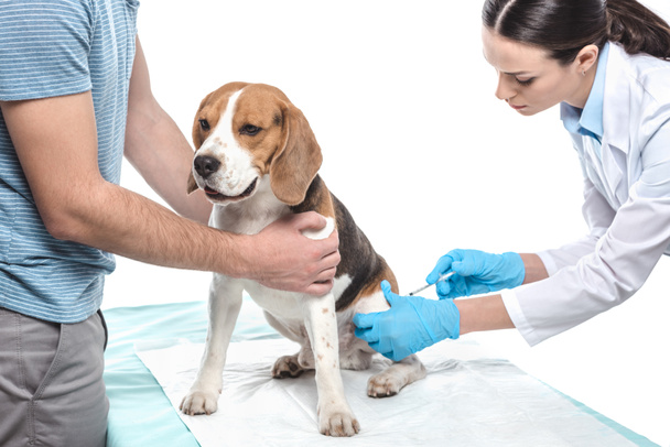 cropped image of man holding beagle while female veterinarian doing injection by syringe isolated on white background  - Foto, imagen