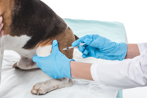 cropped image of veterinarian doing injection by syringe to dog isolated on white background  - Fotografie, Obrázek