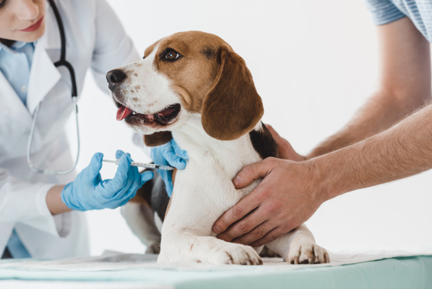 imagen recortada de hombre sosteniendo beagle mientras veterinario haciendo inyección por jeringa a ella
 - Foto, Imagen