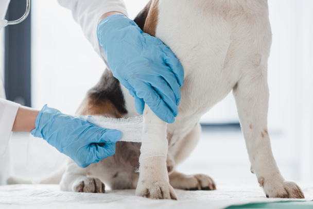 cropped image of veterinarian bandaging paw of dog in clinic  - Photo, Image