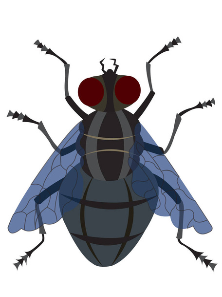 Une mouche domestique commune
 - Vecteur, image
