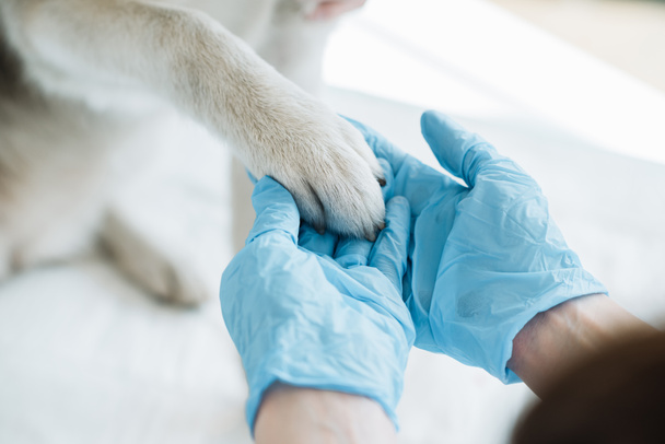 imagen recortada de veterinario en guantes de látex examinar pata de perro
  - Foto, Imagen