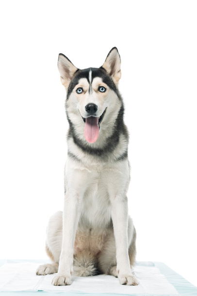 cute husky sitting isolated on white background  - 写真・画像