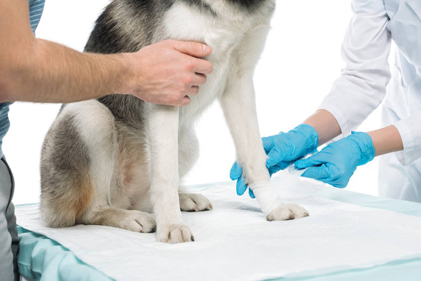 corte tiro de homem segurando cão e fêmea veterinário bandagem pata isolada no fundo branco
  - Foto, Imagem