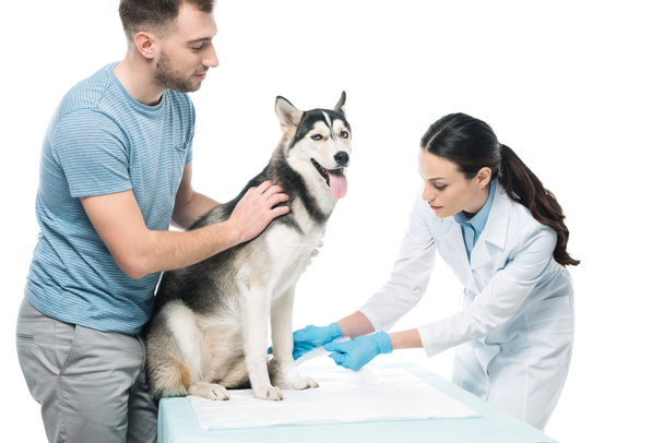 man holding husky and female veterinarian bandaging paw isolated on white background  - 写真・画像