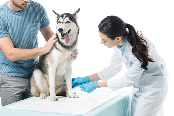 cropped shot of man holding dog and female veterinarian bandaging paw isolated on white background  - Foto, afbeelding