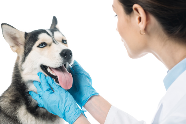 young female veterinarian examining dog jaws isolated on white background - Photo, Image
