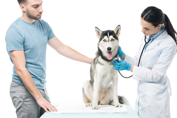 νεαρός άνδρας και γυναίκα κτηνίατρος εξέταση σκυλί με στηθοσκόπιο που απομονώνονται σε λευκό φόντο - Φωτογραφία, εικόνα