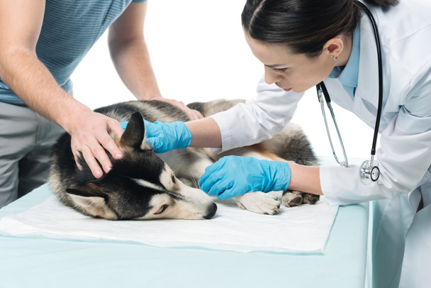tiro cortado de homem e veterinário fêmea examinando husky isolado no fundo branco
 - Foto, Imagem