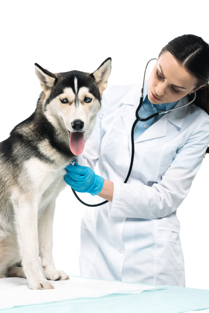 young female veterinarian examining husky by stethoscope isolated on white background - Fotó, kép