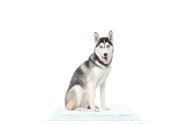 vista frontale di carino cane seduto isolato su sfondo bianco
  - Foto, immagini