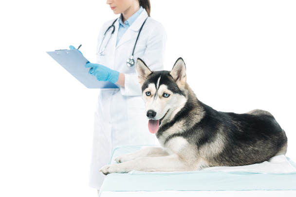 cropped image of female veterinarian writing in clipboard and husky isolated on white background - Foto, immagini