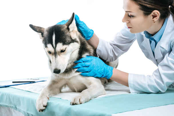 joven veterinario femenino examinando oreja husky aislado sobre fondo blanco
 - Foto, Imagen