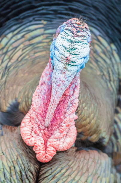wrinkled turkey head - Photo, Image