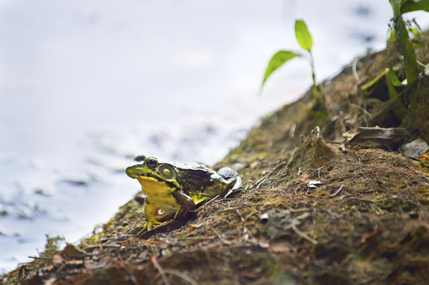 Waiting Frog - Fotoğraf, Görsel